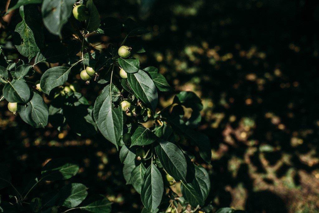 Greenhouse - 51B Rue Principale N., Saint-Bruno-De-Guigues, QC - Outdoor