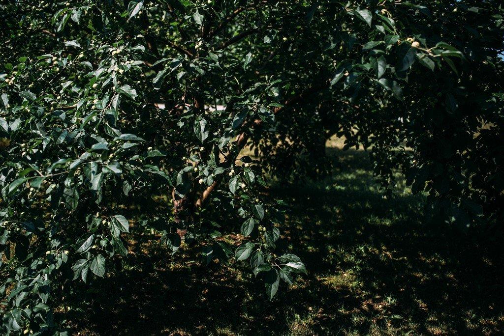 Greenhouse - 51B Rue Principale N., Saint-Bruno-De-Guigues, QC - Outdoor