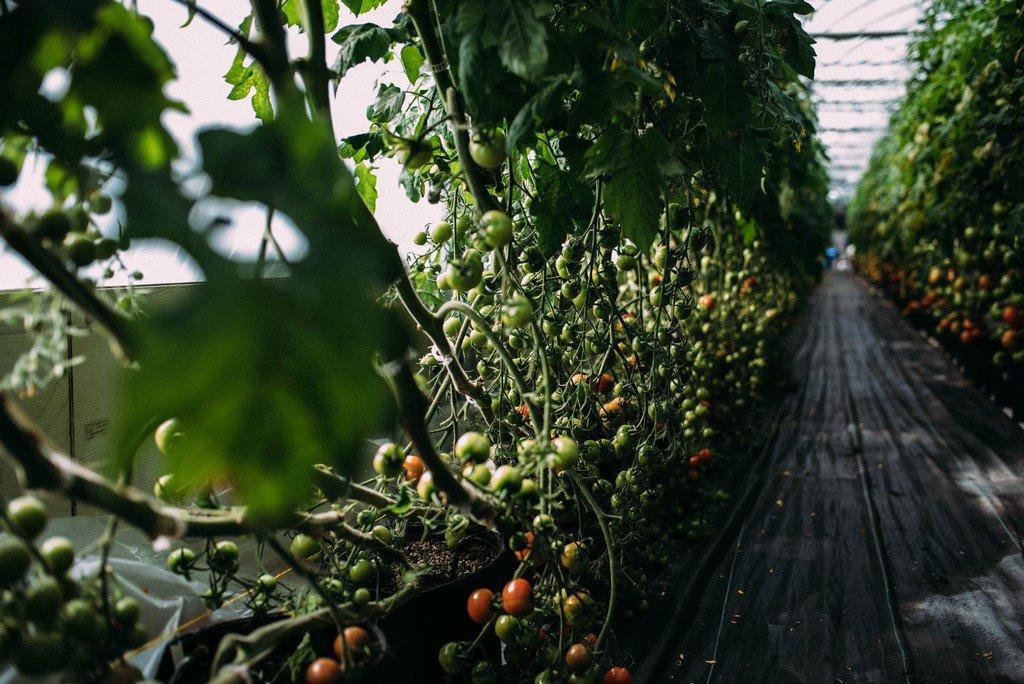 Greenhouse - 51B Rue Principale N., Saint-Bruno-De-Guigues, QC - Outdoor