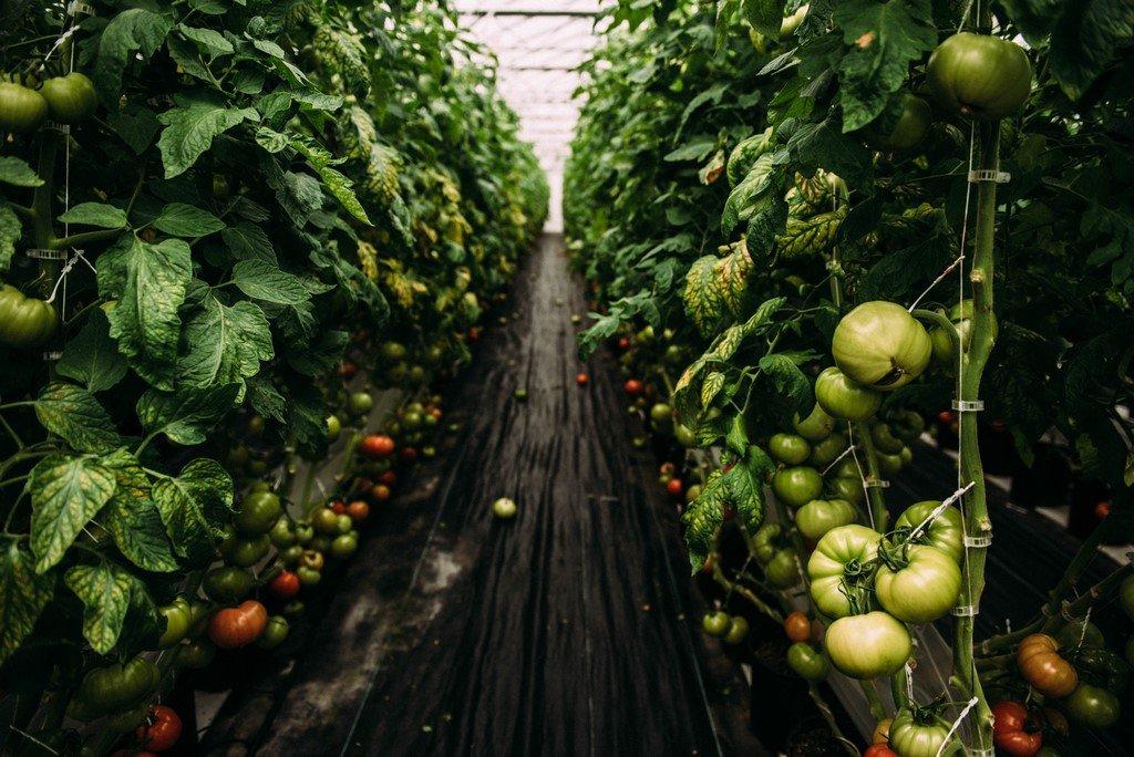 Greenhouse - 51B Rue Principale N., Saint-Bruno-De-Guigues, QC - Outdoor