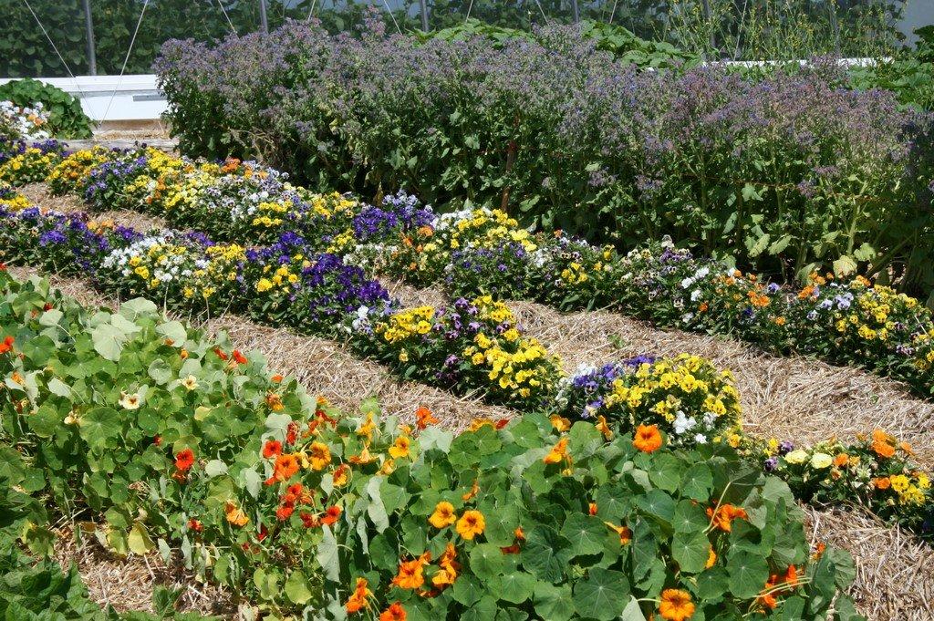 Greenhouse - 51B Rue Principale N., Saint-Bruno-De-Guigues, QC - Outdoor