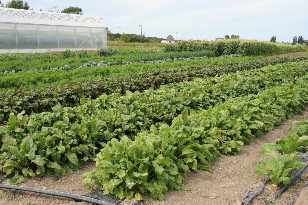 Exterior - 51B Rue Principale N., Saint-Bruno-De-Guigues, QC - Outdoor