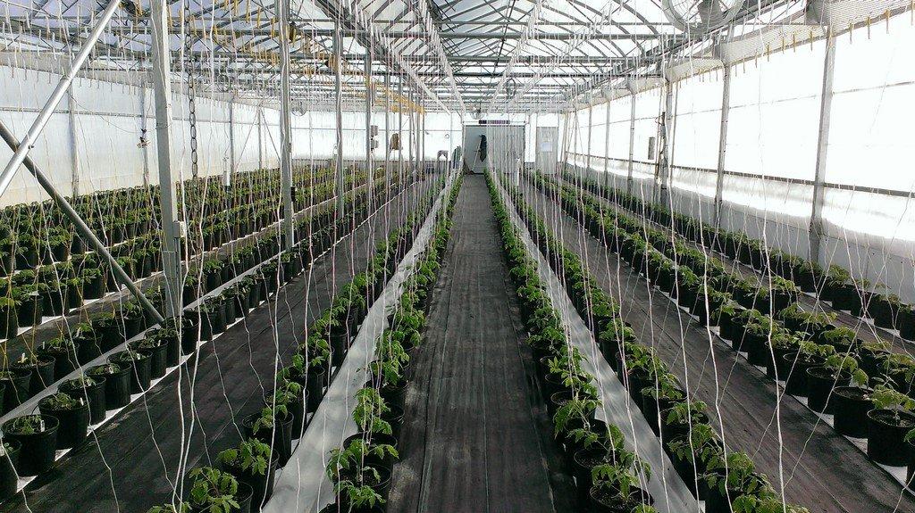 Greenhouse - 51B Rue Principale N., Saint-Bruno-De-Guigues, QC - Indoor Photo Showing Other Room