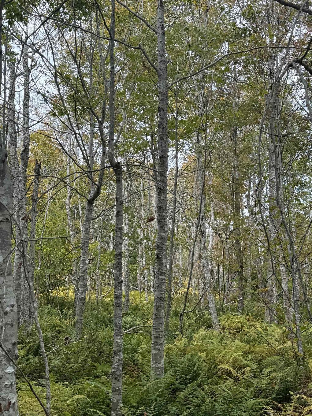 Lot 9 Kempt Head Road, Kempt Head, NS