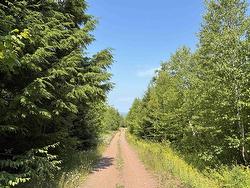 80 Acres Scotsburn Road West Branch, NS B0K 1R0