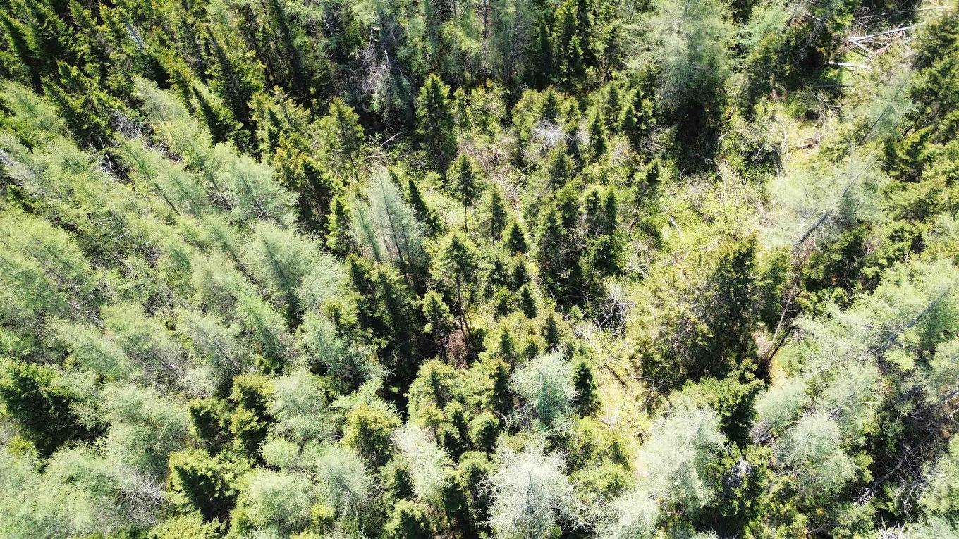 Lot 21D Ashfield Road, River Denys, NS