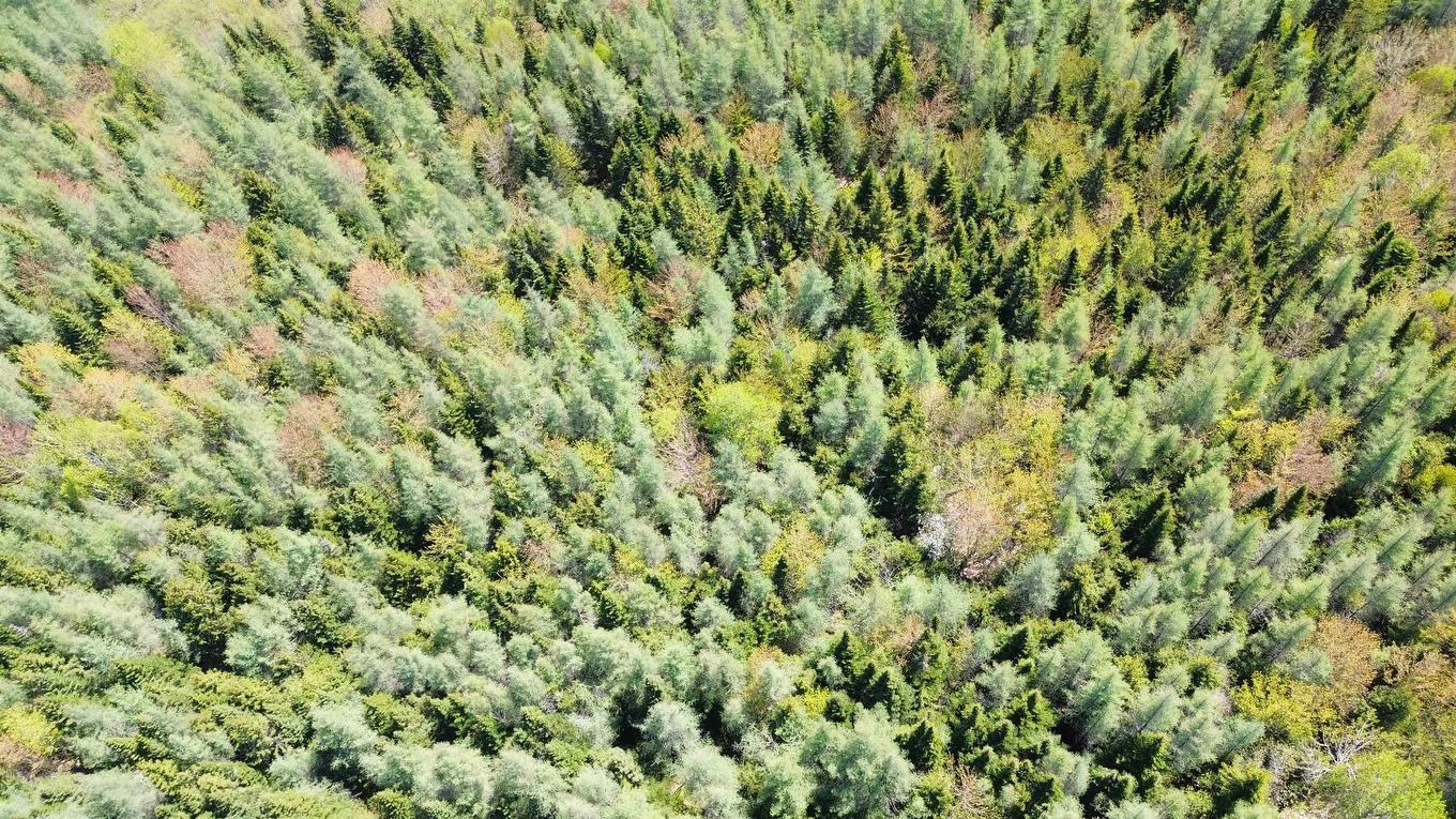 Lot 21D Ashfield Road, River Denys, NS