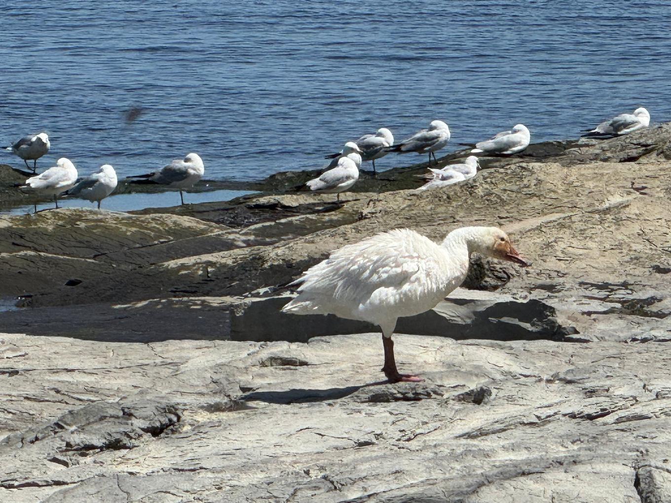 Vue sur l'eau - 60 Rue De La Miscoutine, La Malbaie, QC - Outdoor With Body Of Water With View