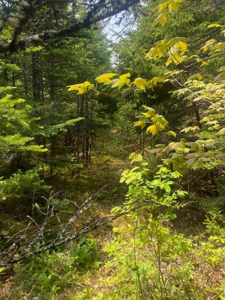 125 Brans Way, Williamswood, NS