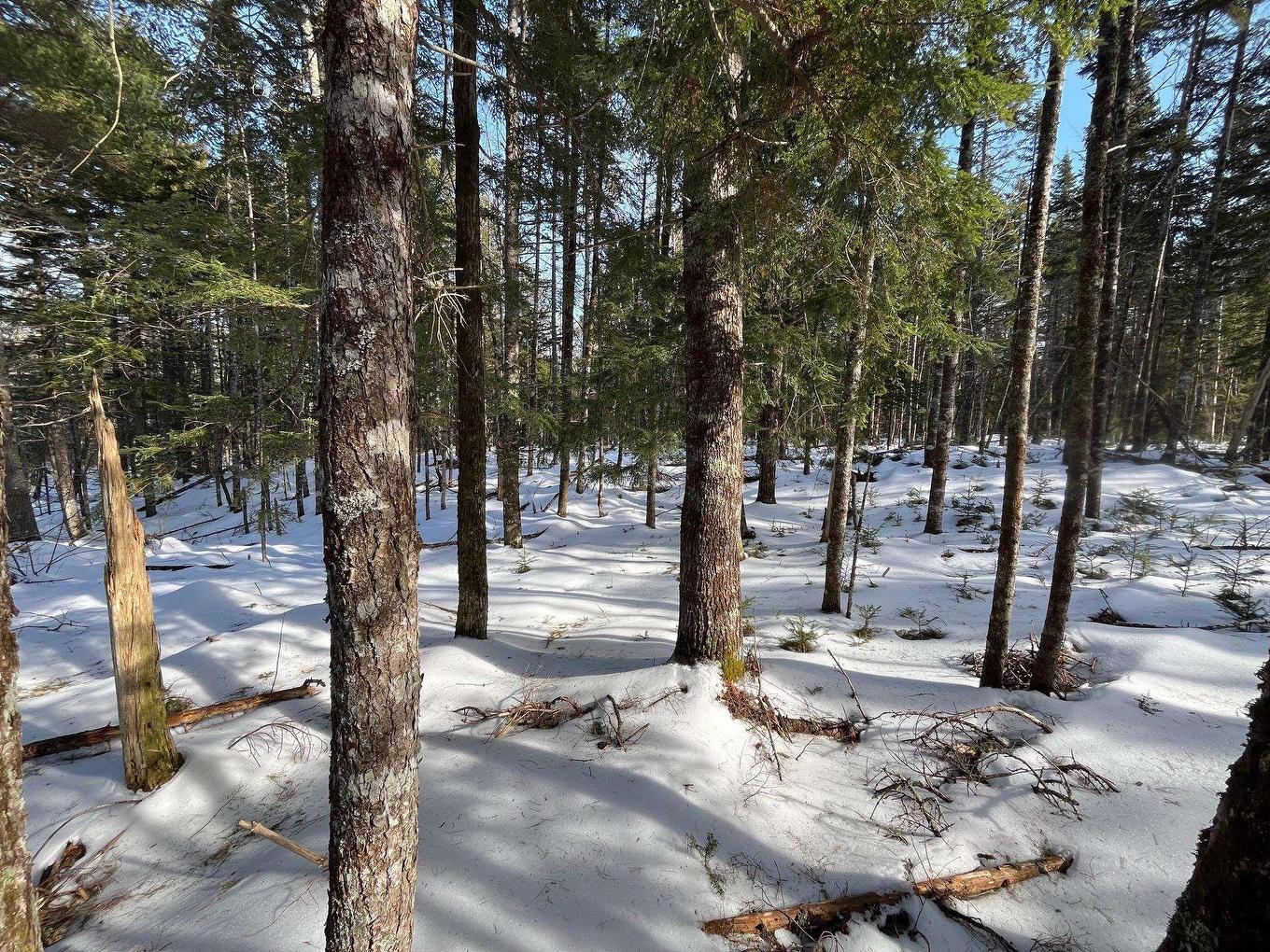 Lot 1000 Conquerall Road, Conquerall Bank, NS