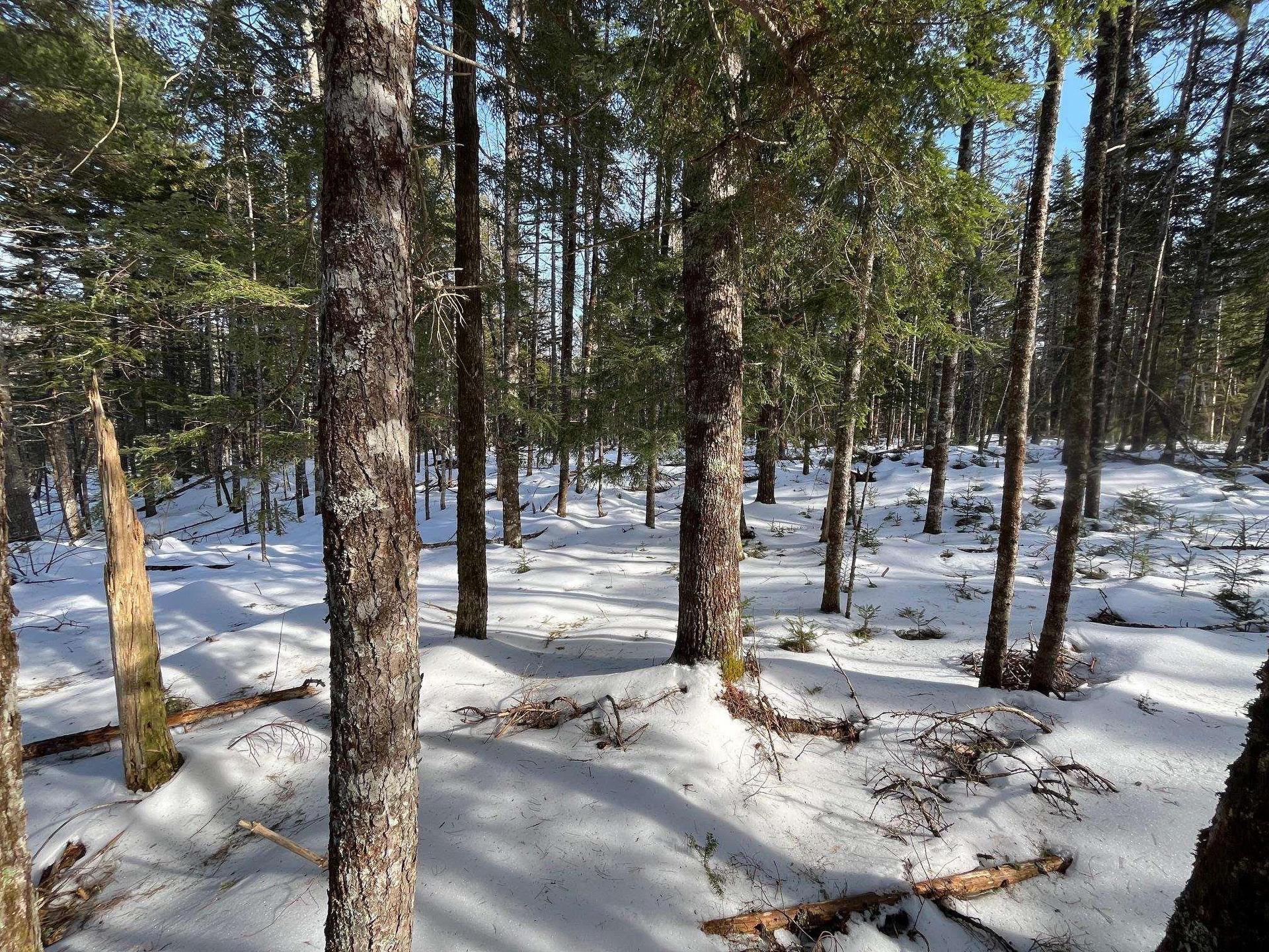 Lot 1000 Conquerall Road, Conquerall Bank, NS