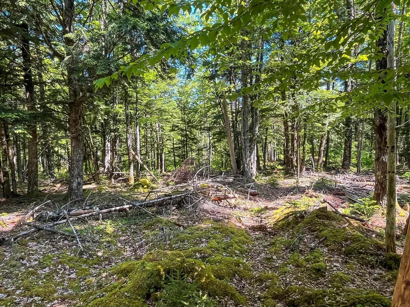 Lot 1000 Conquerall Road, Conquerall Bank, NS