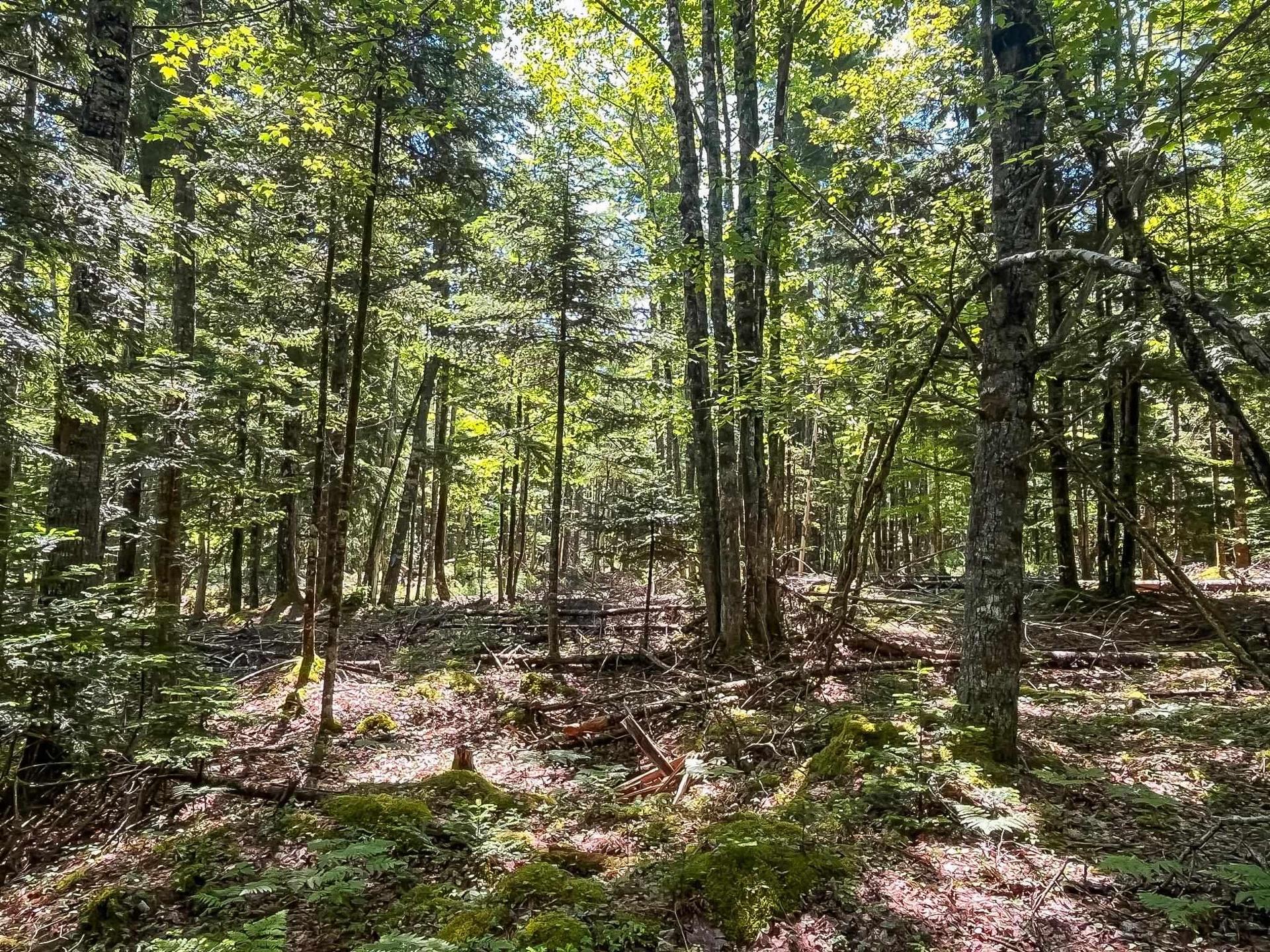 Lot 1000 Conquerall Road, Conquerall Bank, NS