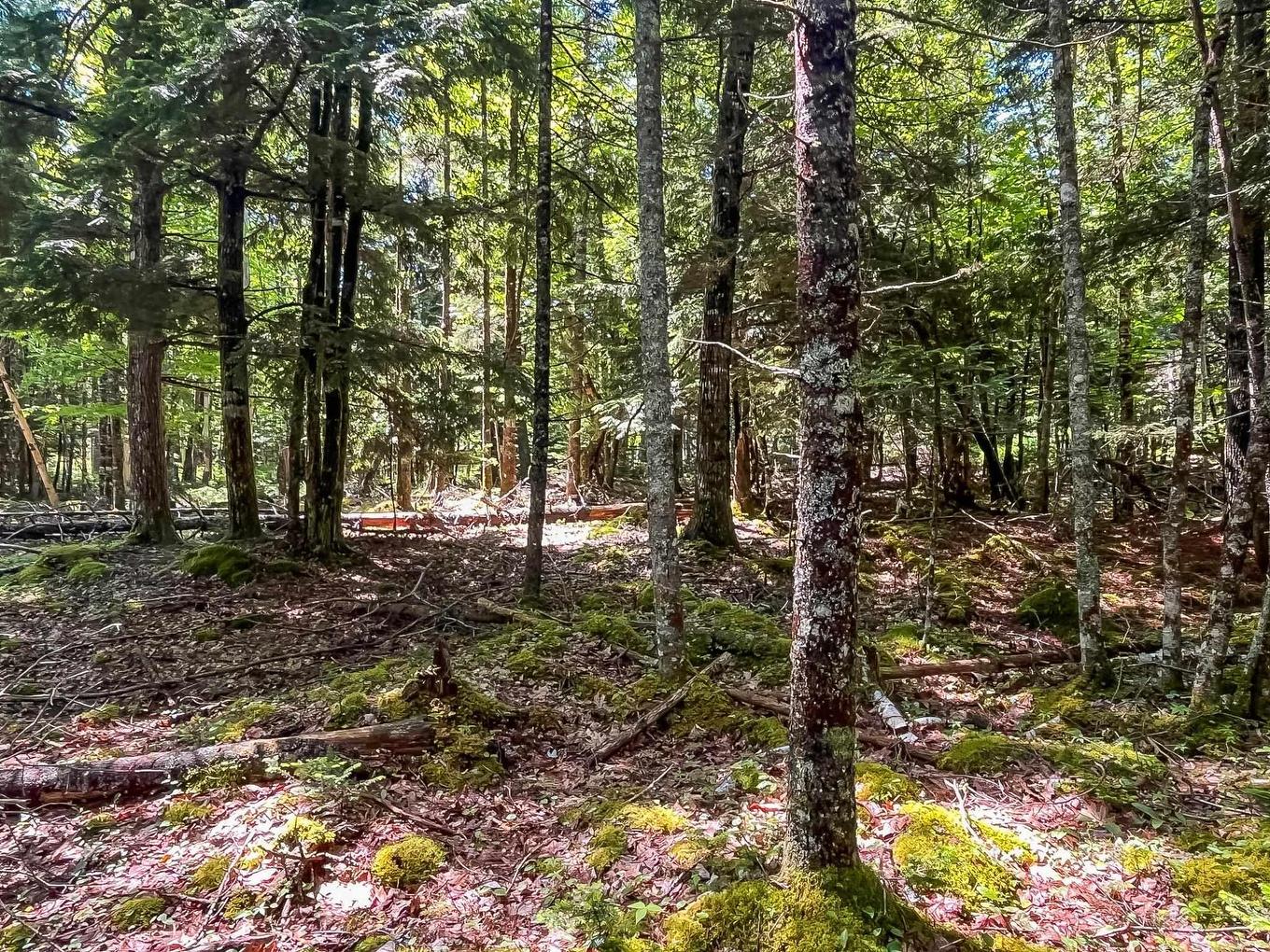 Lot 1000 Conquerall Road, Conquerall Bank, NS