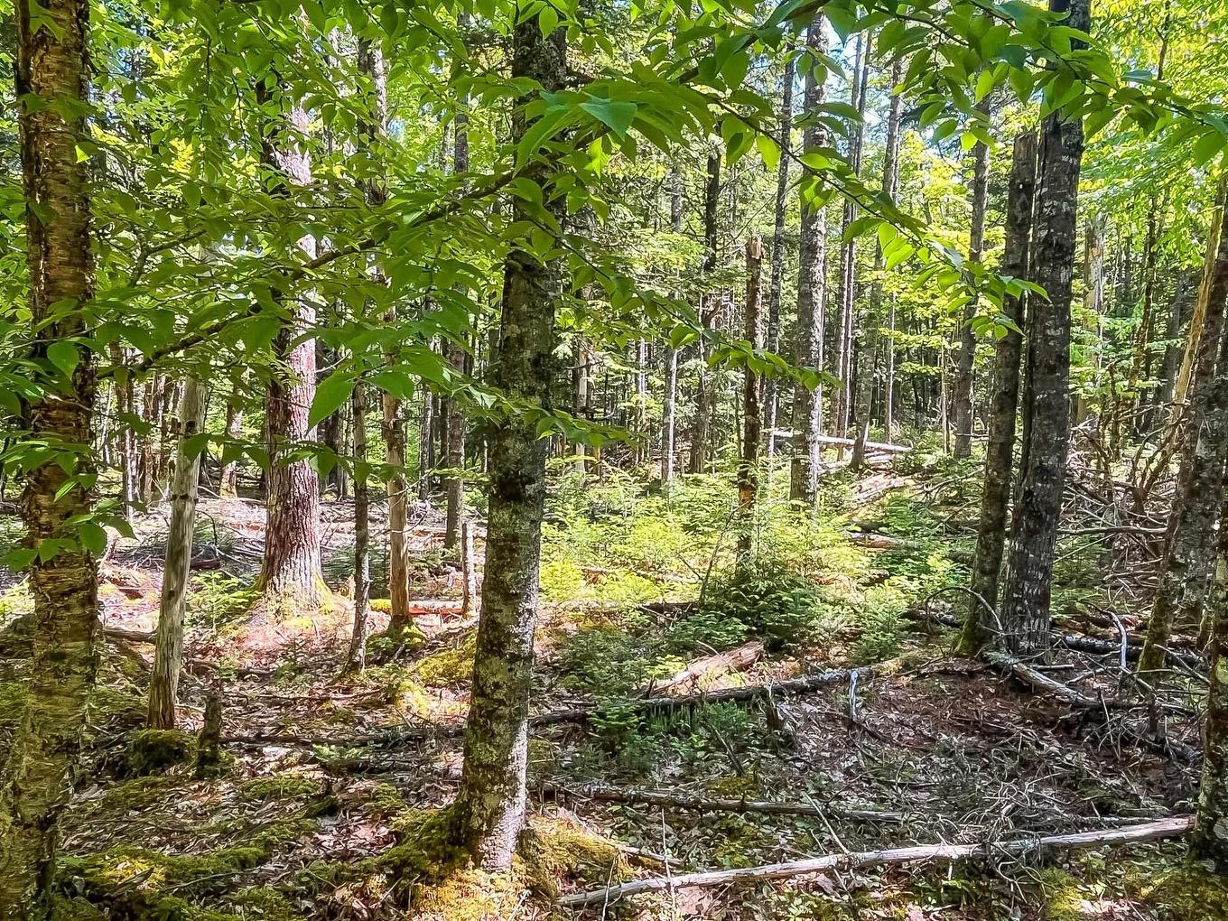 Lot 1000 Conquerall Road, Conquerall Bank, NS