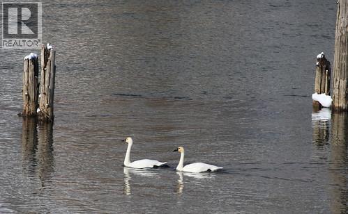 Riverside Road, Mara, BC