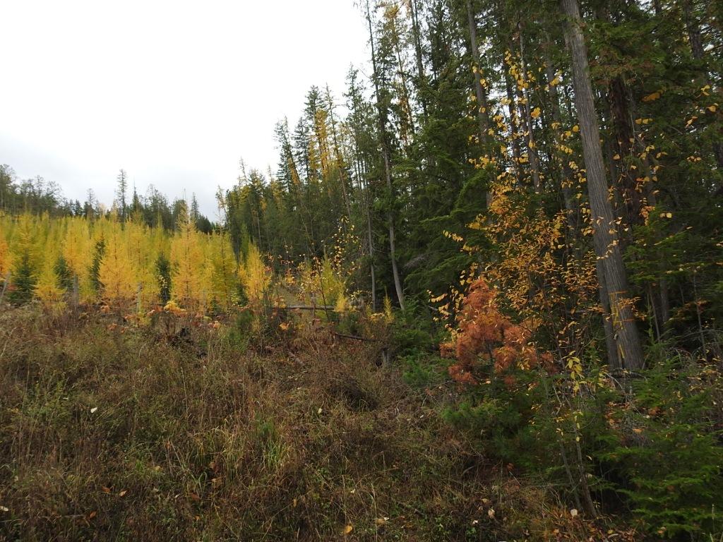 144 Acres South Fork Road, Cherryville, BC