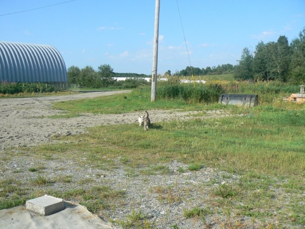 Lot - 770 Route 111 O., Macamic, QC