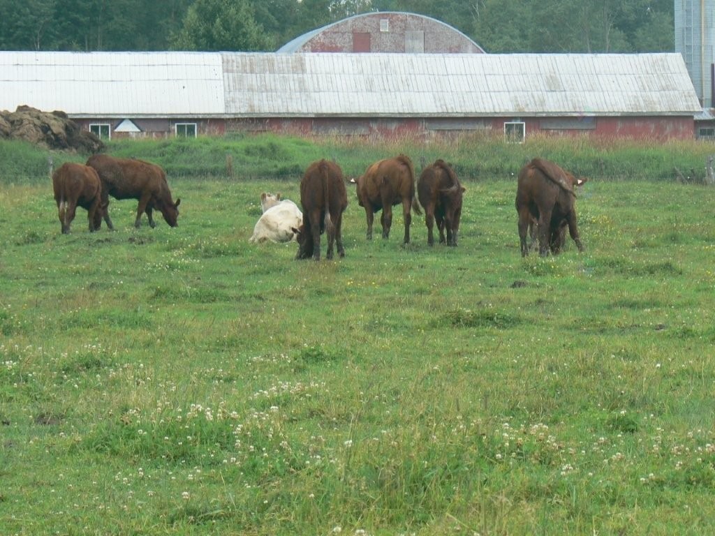 Lot - 770 Route 111 O., Macamic, QC