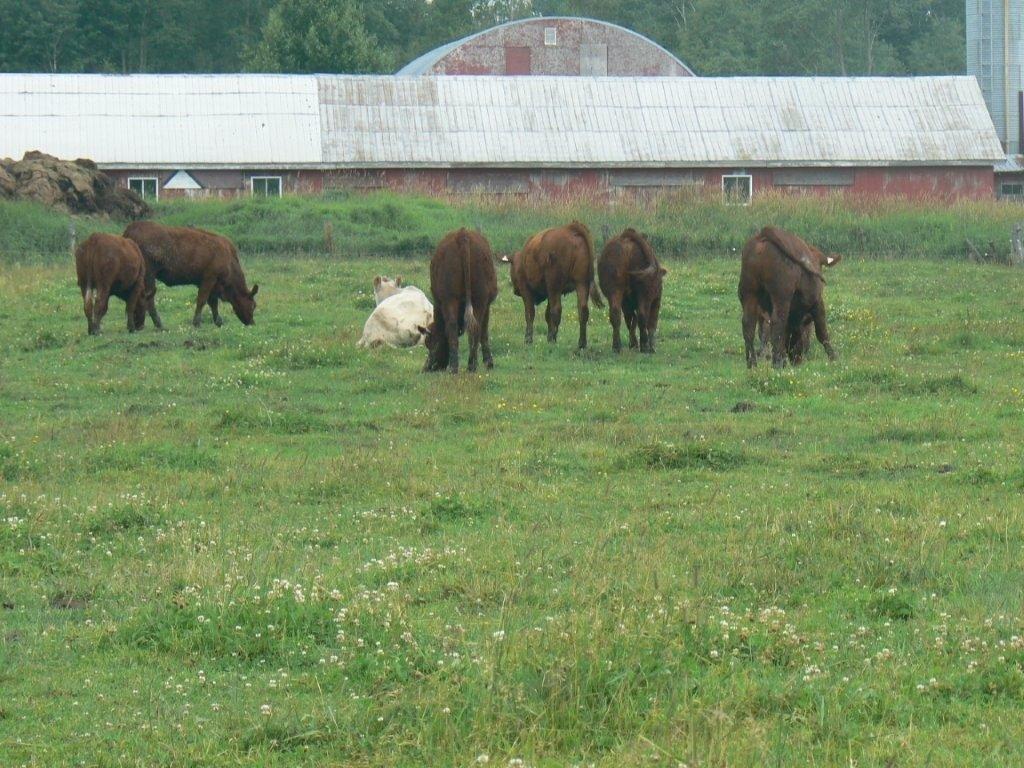 Terre/Terrain - 770 Route 111 O., Macamic, QC