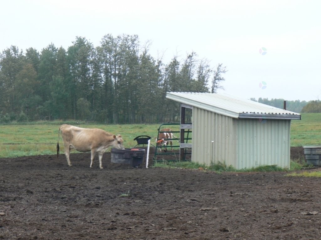 Lot - 770 Route 111 O., Macamic, QC