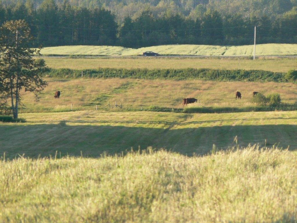 Terre/Terrain - 770 Route 111 O., Macamic, QC