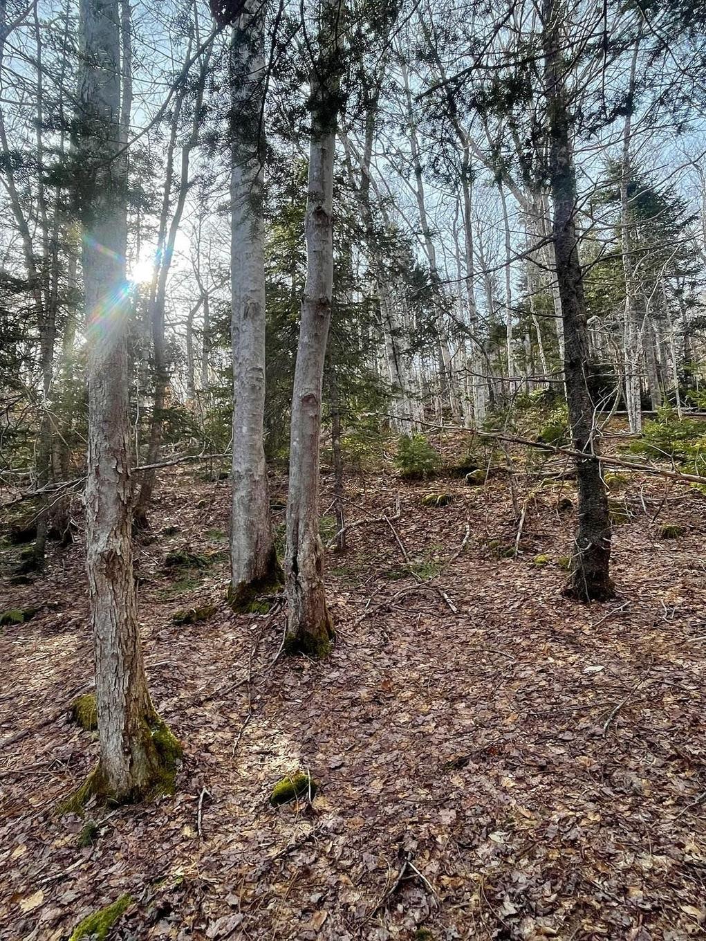 Transcanada 105, Bucklaw, NS