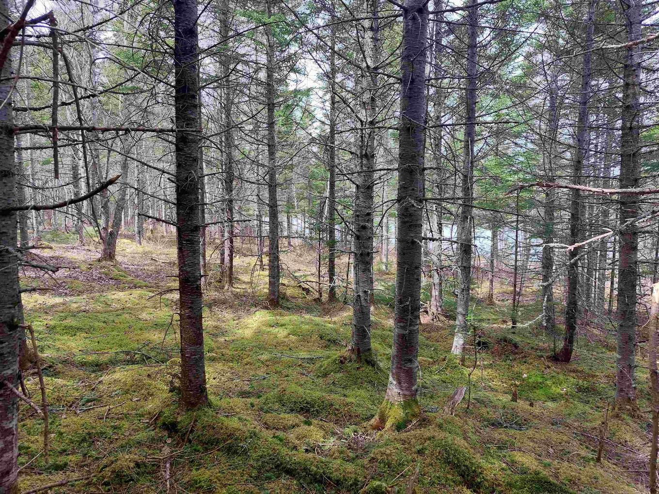 Lot 14 Jonathan R Bouman Lane, Evanston, NS