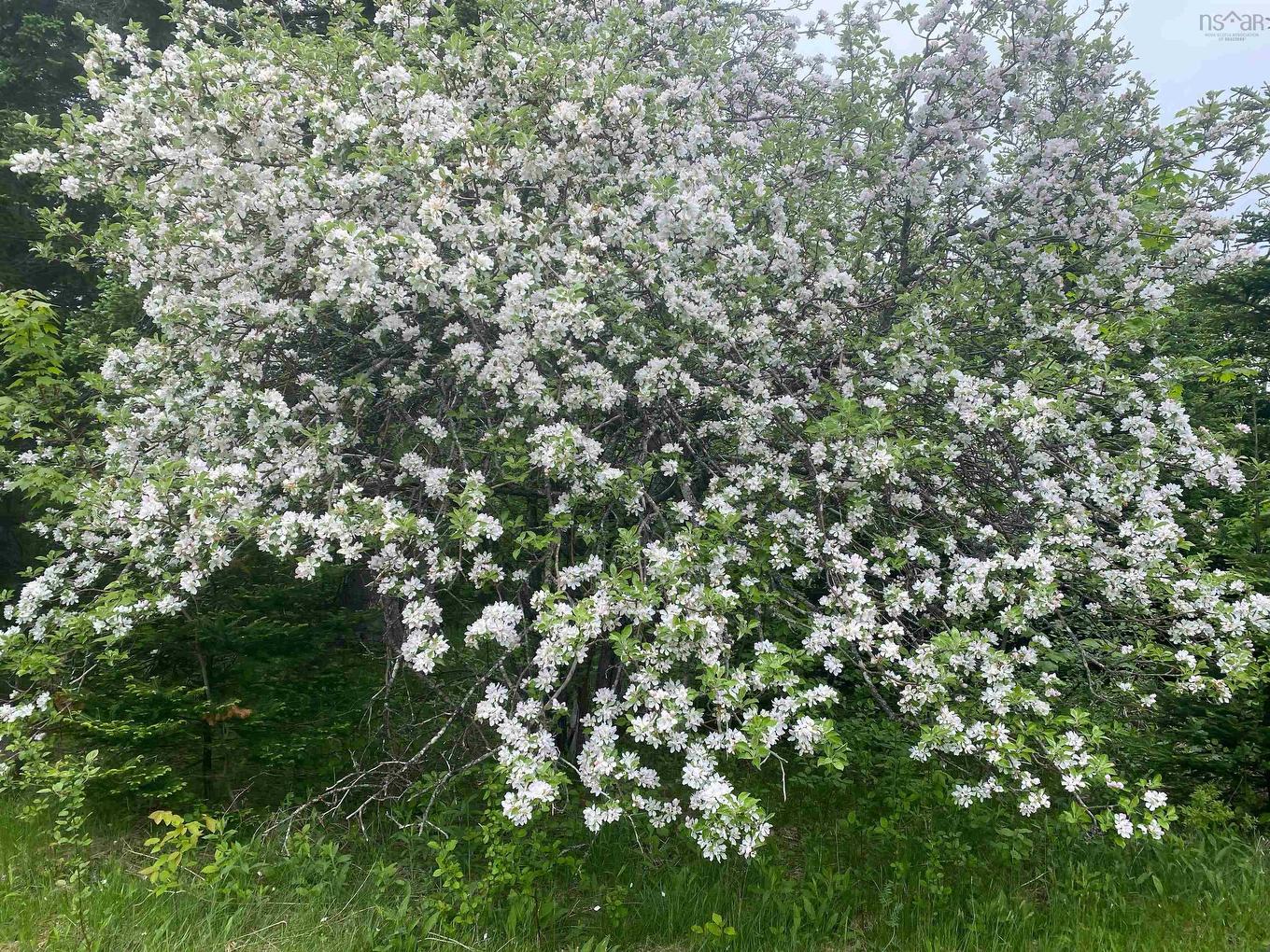 6858 Highway 105, River Denys, NS