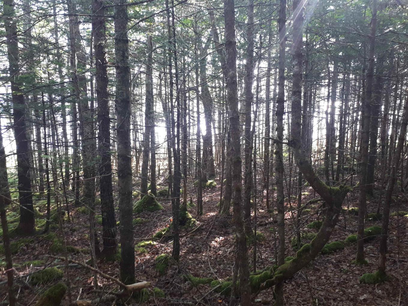 Lot 1A-79 Maple Dr, Cape George Estates, NS