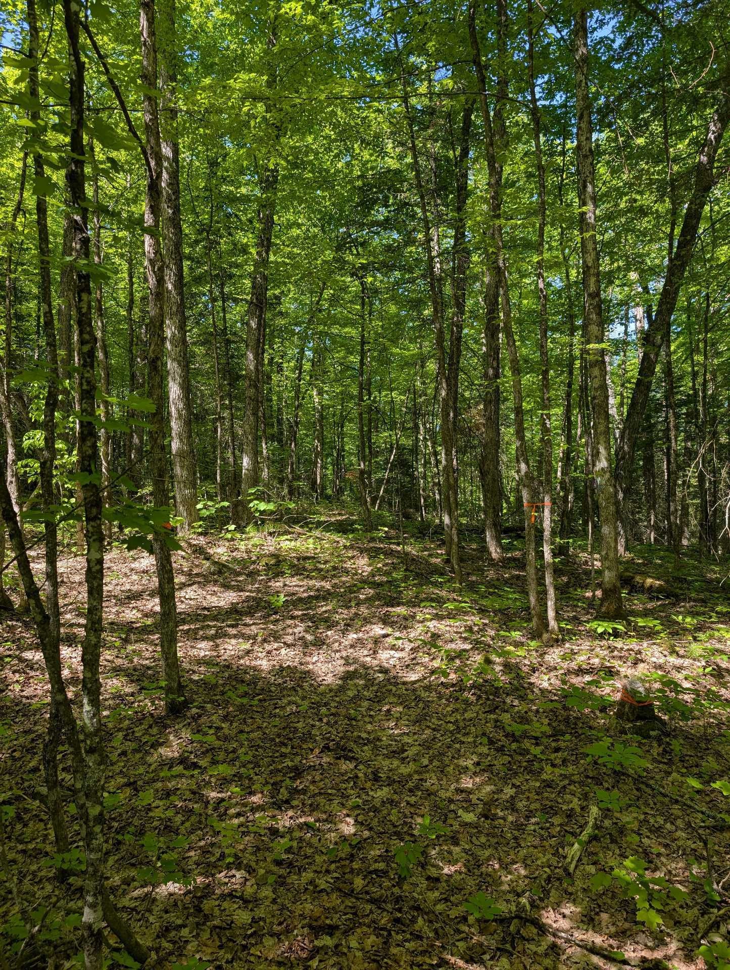 Terre/Terrain - 27 Ch. Bernier, La Pêche, QC