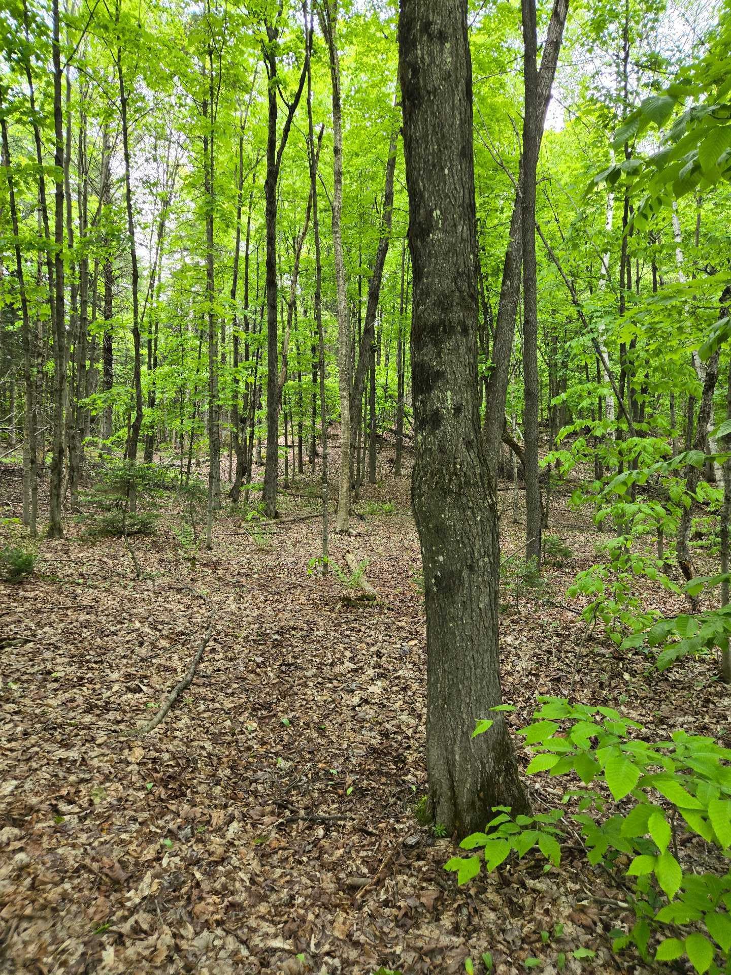 Terre/Terrain - Ch. Braemar, Gore, QC