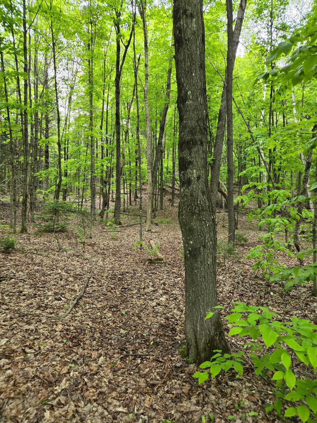 Land/Lot - Ch. Braemar, Gore, QC