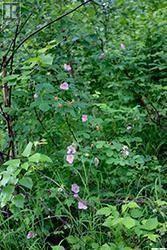 Front Row Lot 16 Keg Lake, Canwood Rm No. 494, SK