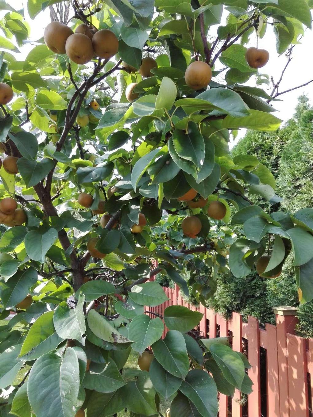 Backyard - 805 Ch. Des Prairies, Brossard, QC - With View