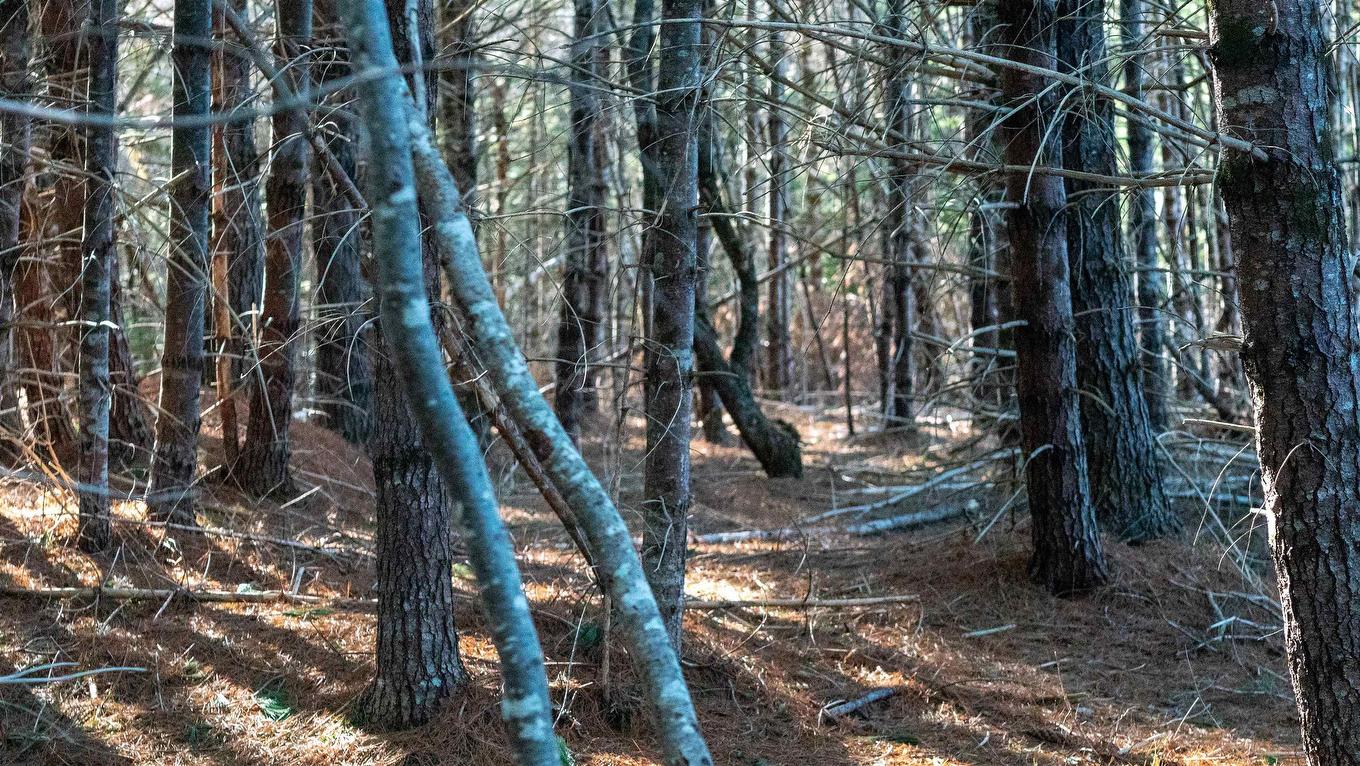 Lot Ss-1 Maple Drive, Lower Ohio, NS