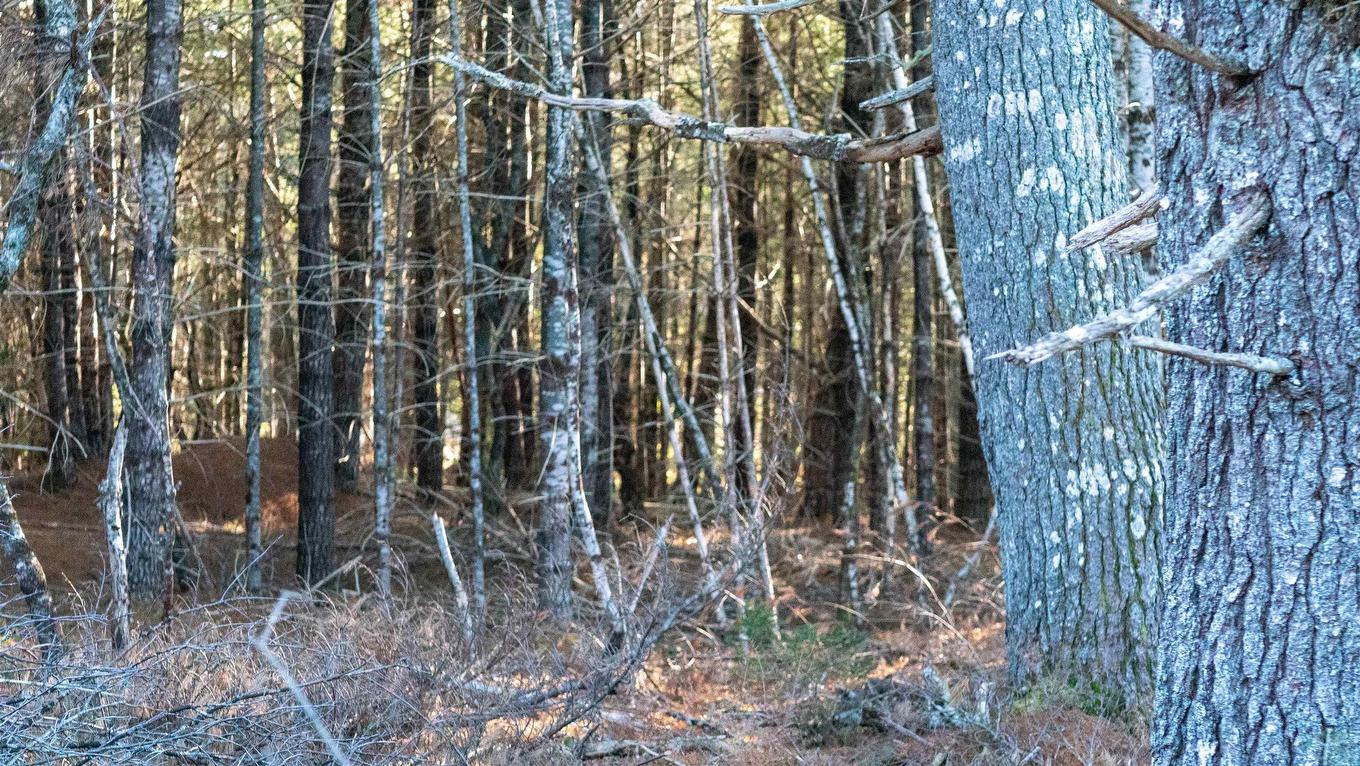 Lot Ss-1 Maple Drive, Lower Ohio, NS