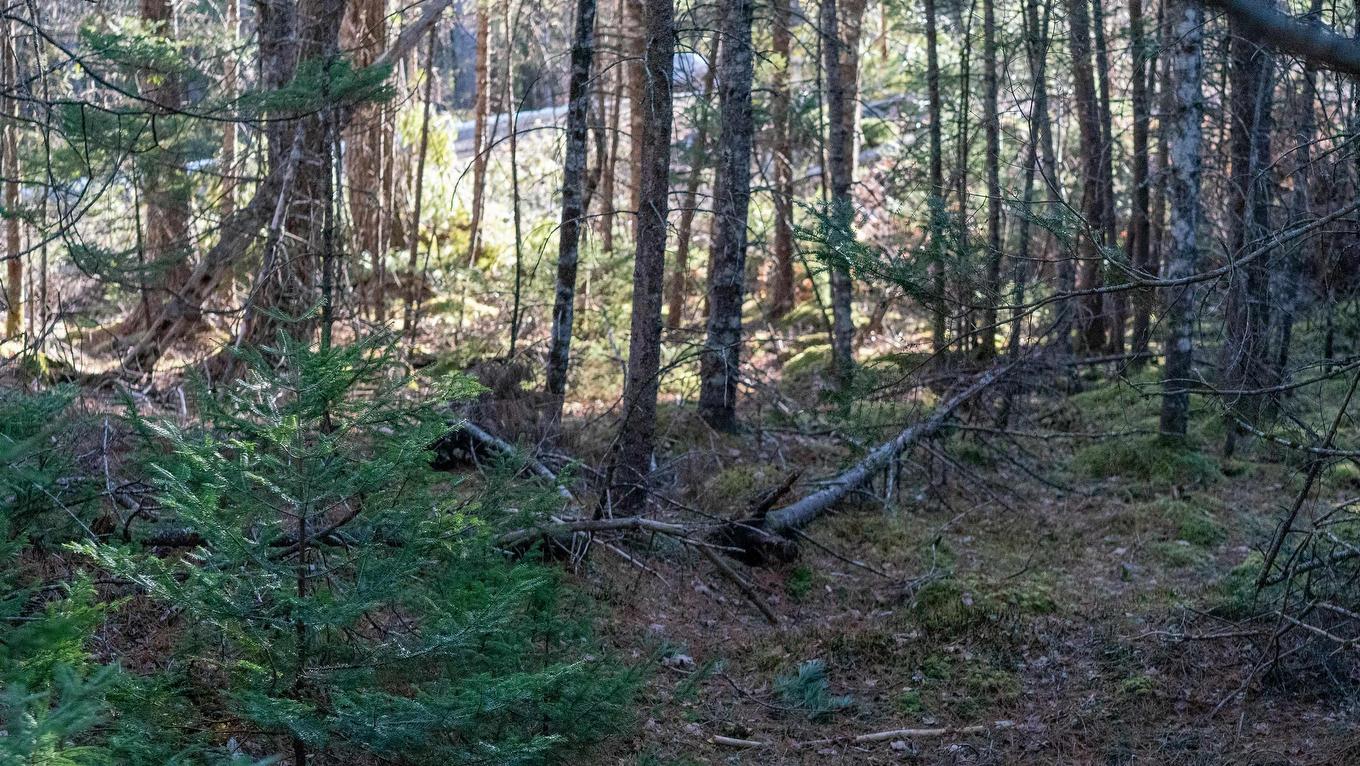 Lot Ss-1 Maple Drive, Lower Ohio, NS