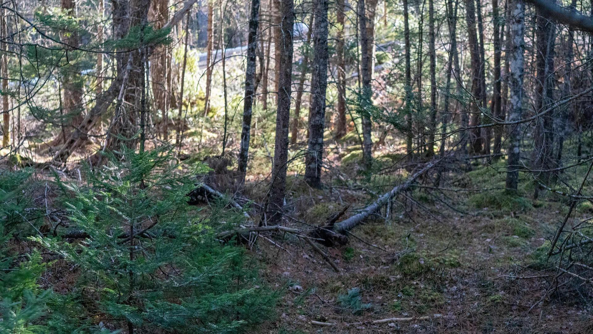 Lot Ss-1 Maple Drive, Lower Ohio, NS