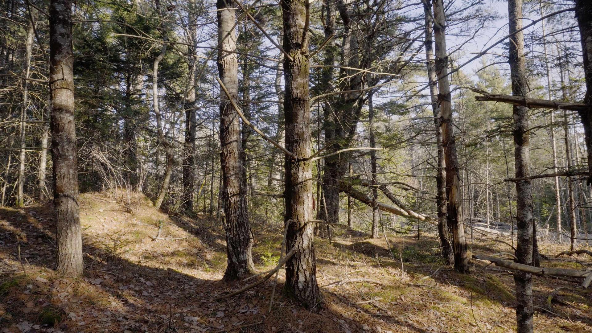 Lot Ss-1 Maple Drive, Lower Ohio, NS