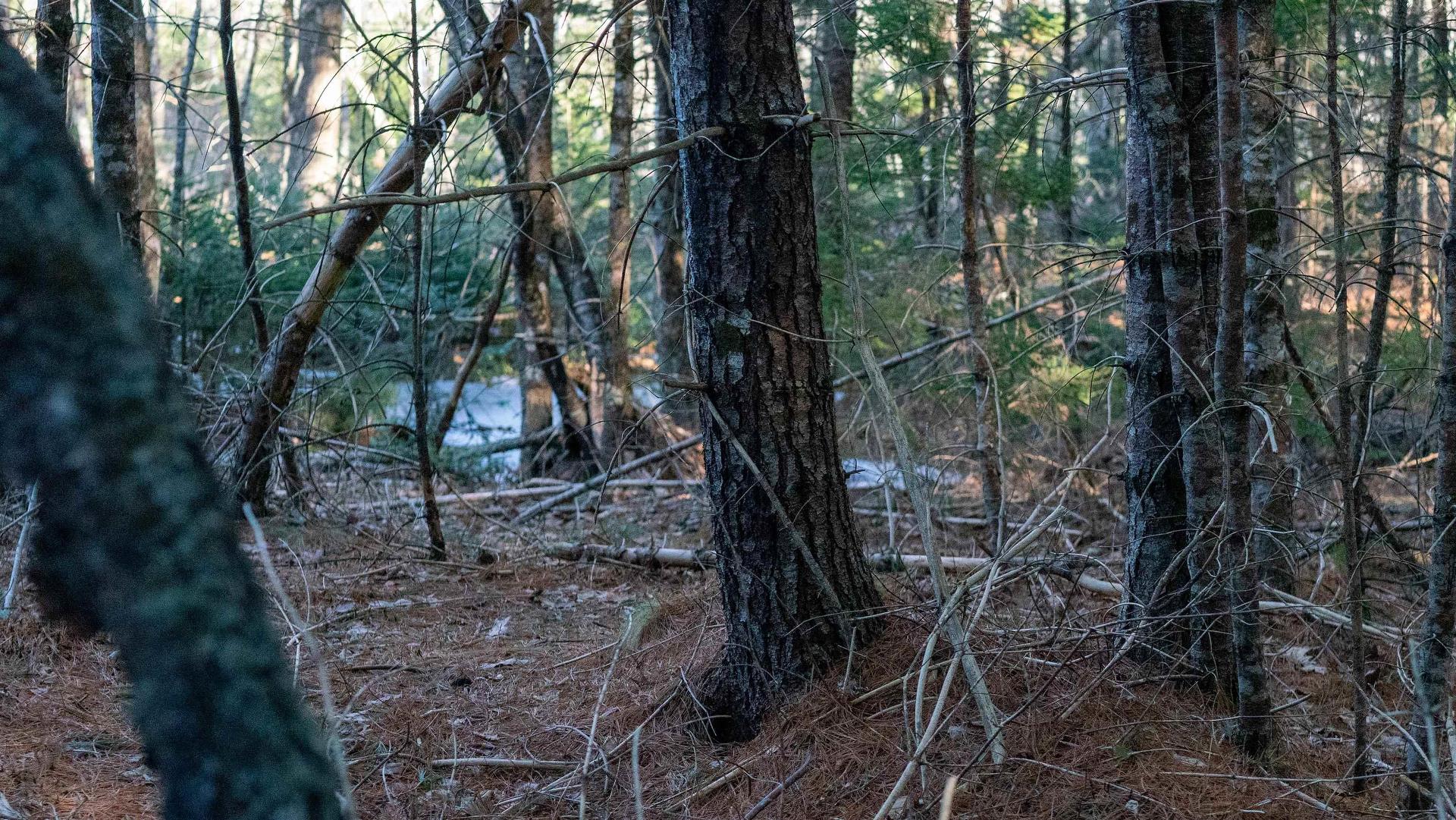 Lot Ss-1 Maple Drive, Lower Ohio, NS