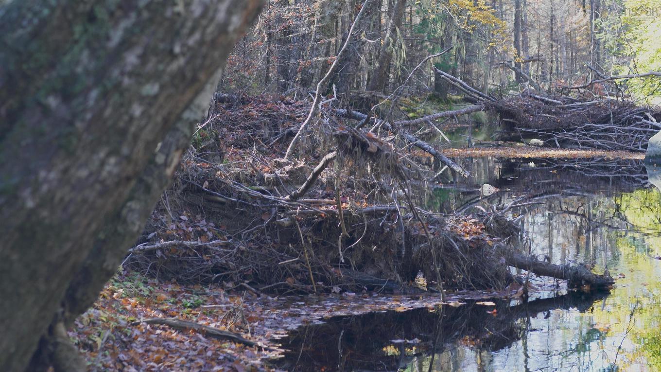 Lot 3 Maple Drive, Lower Ohio, NS