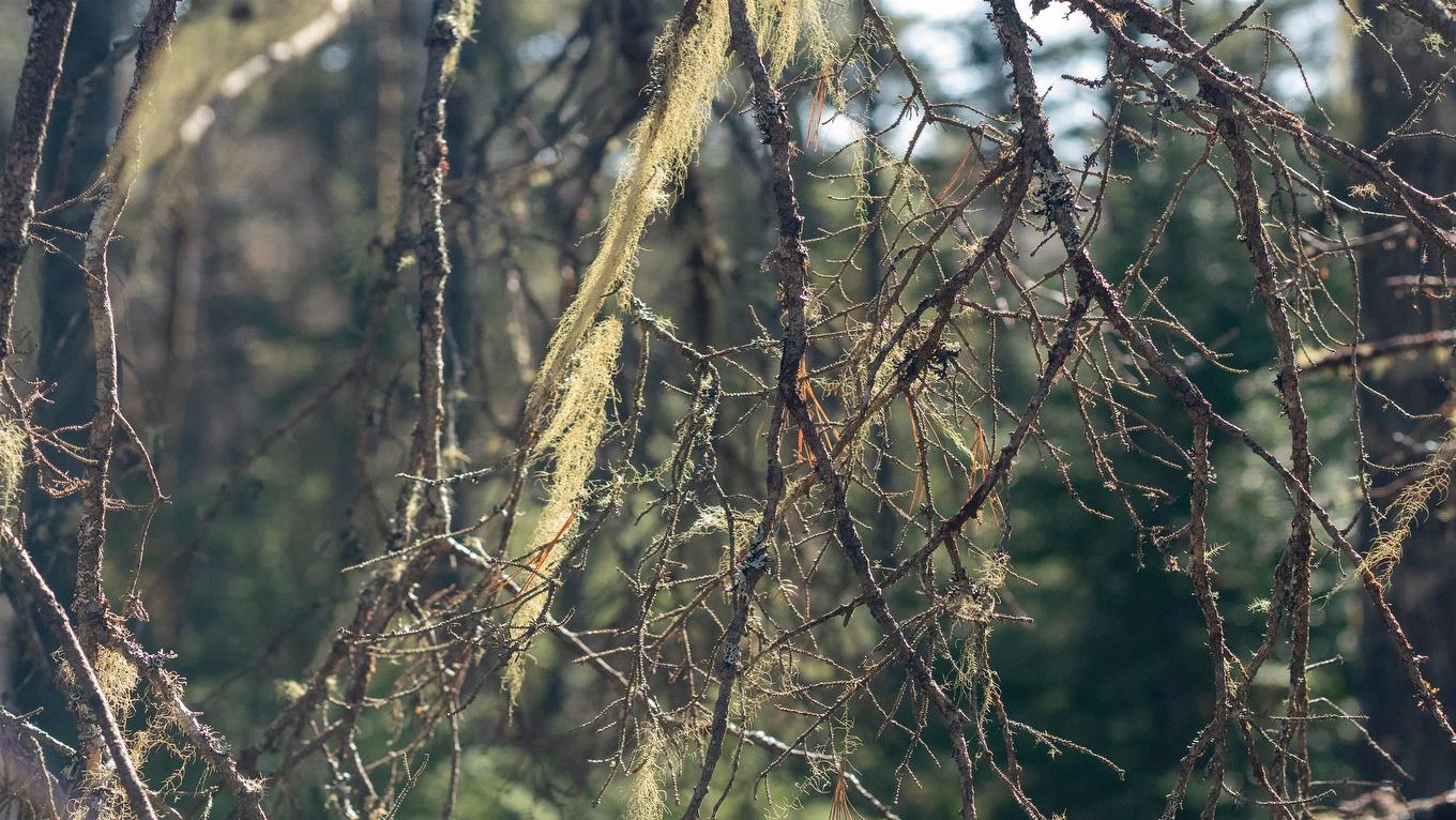 Lot 13 Maple Drive, Lower Ohio, NS