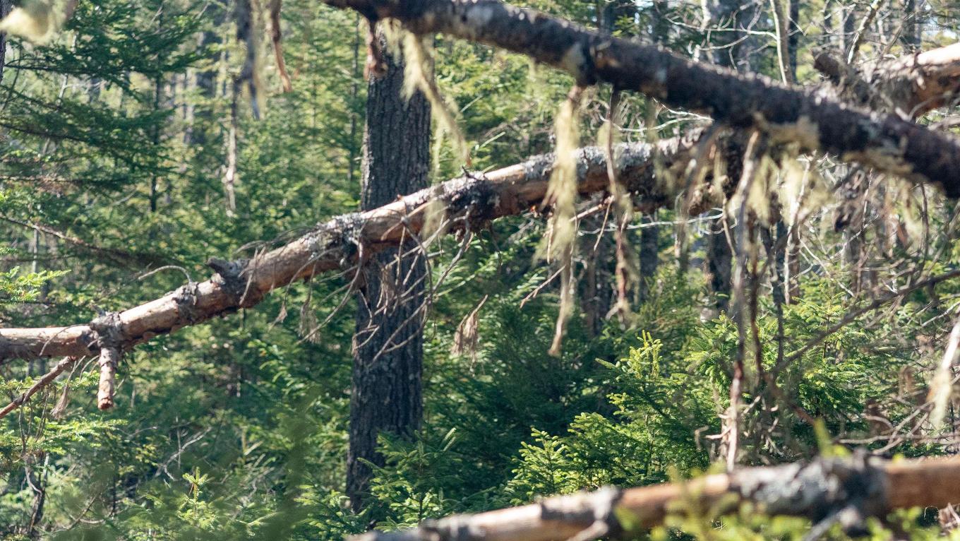 Lot 13 Maple Drive, Lower Ohio, NS