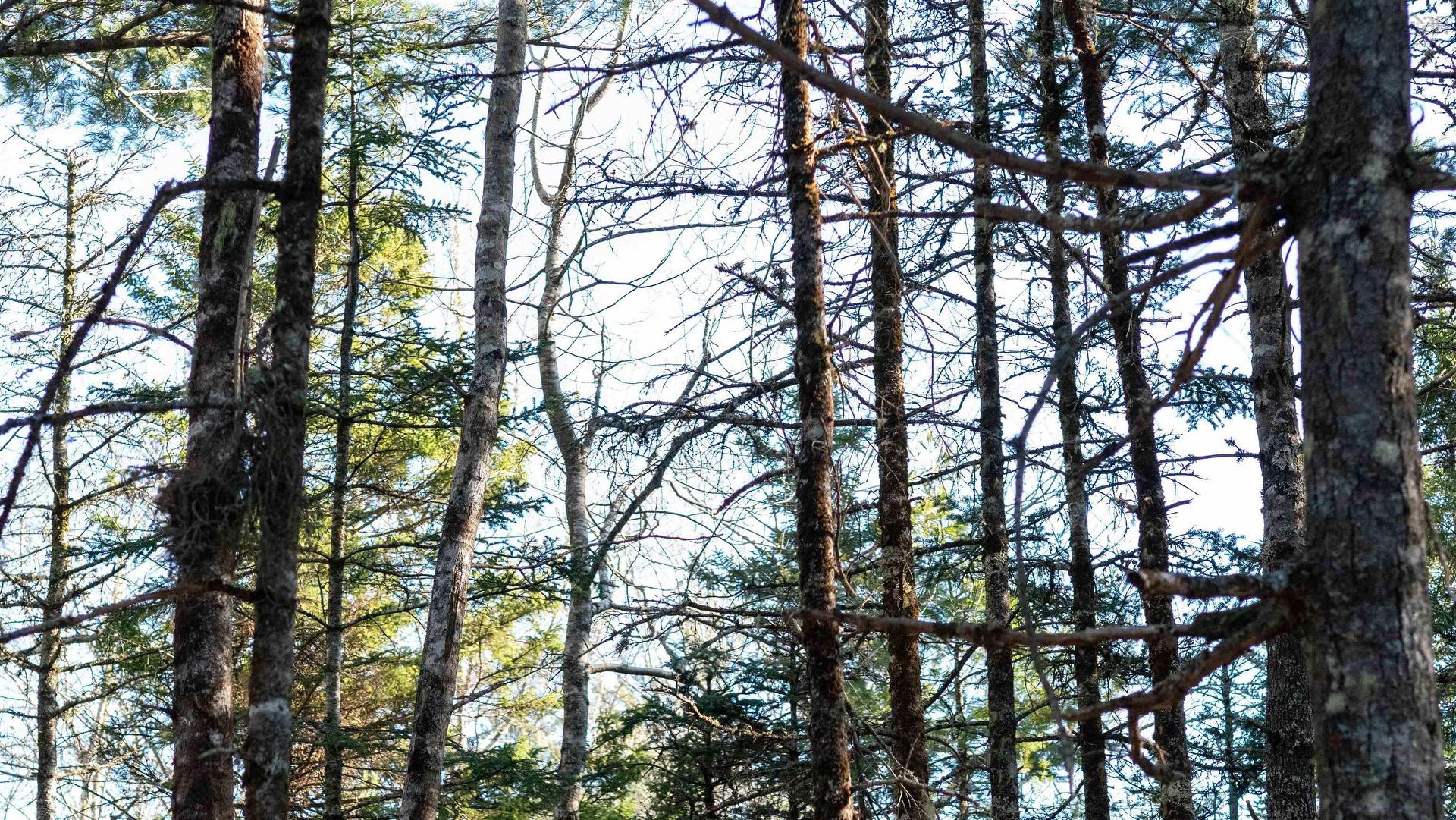 Lot 13 Maple Drive, Lower Ohio, NS