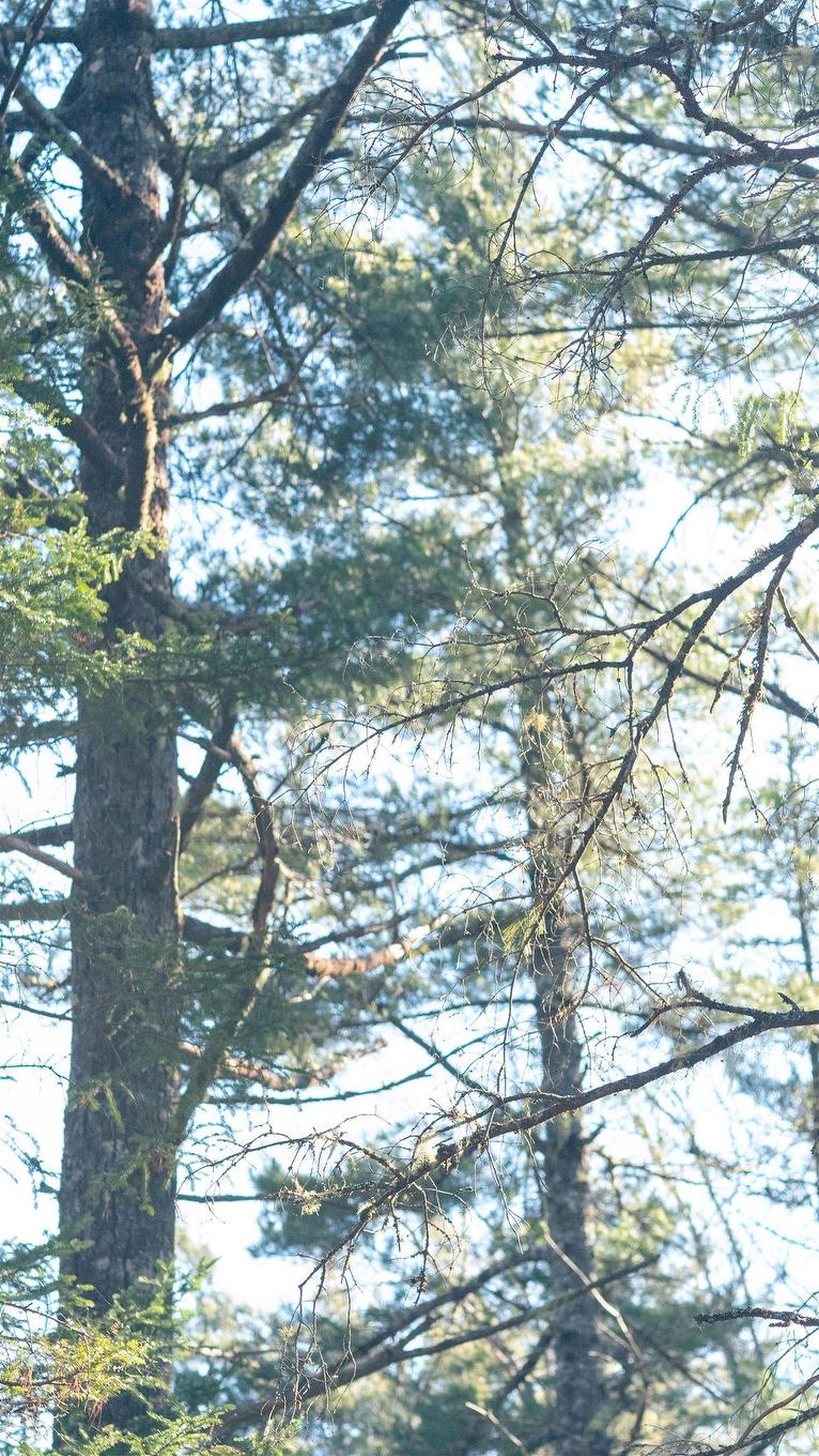 Lot 13 Maple Drive, Lower Ohio, NS