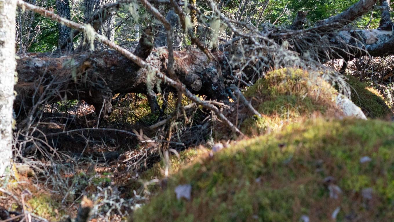 Lot 13 Maple Drive, Lower Ohio, NS