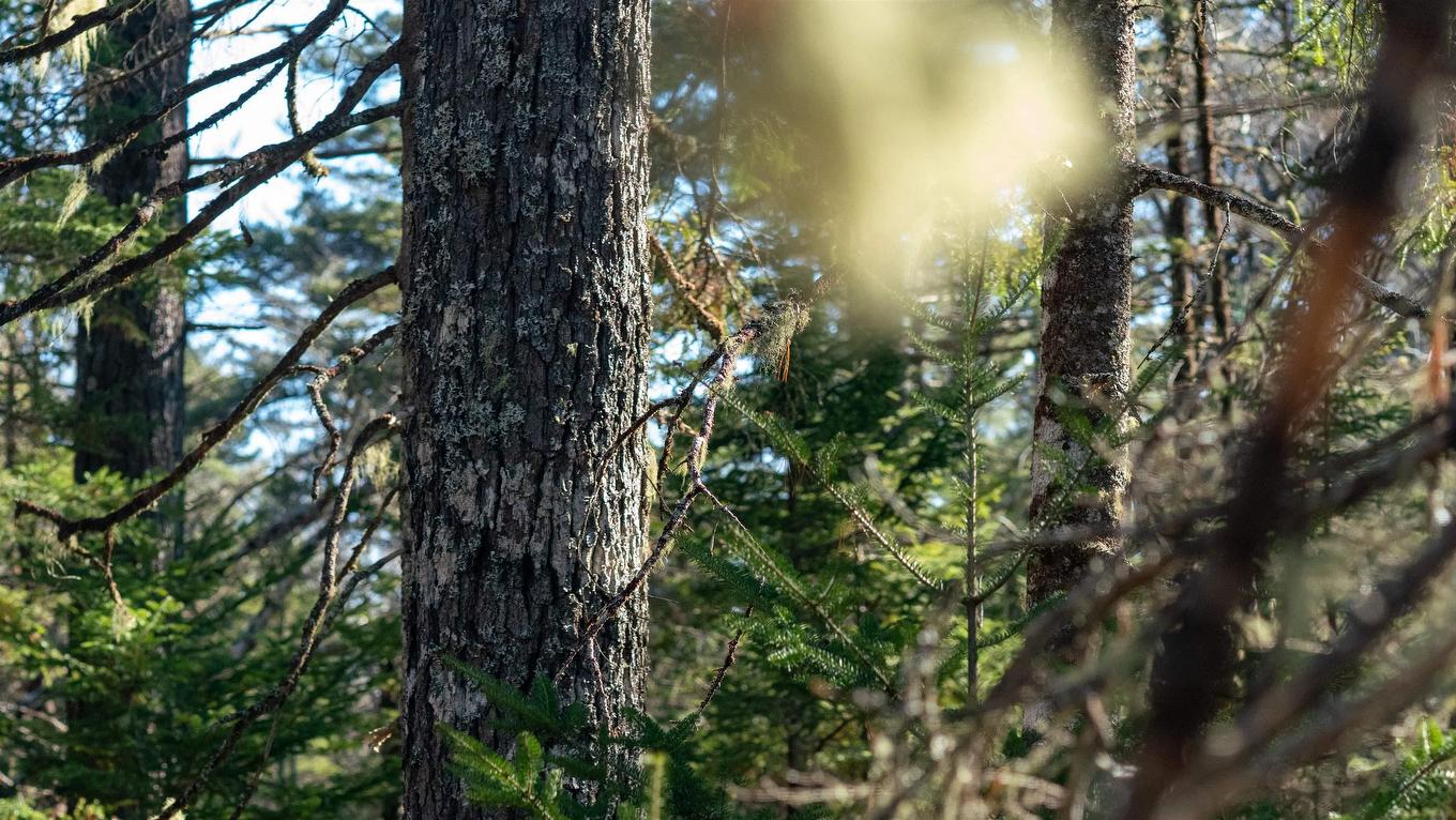 Lot 13 Maple Drive, Lower Ohio, NS