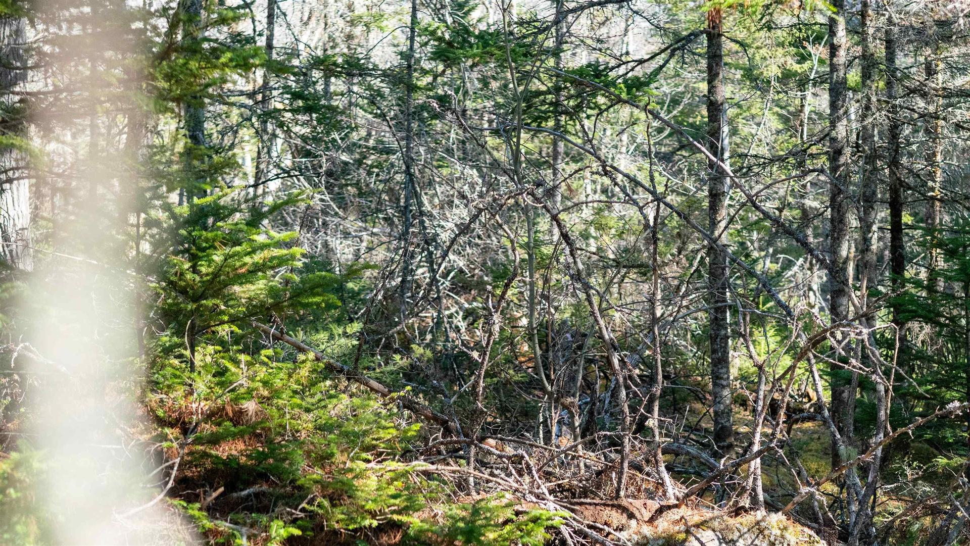 Lot 13 Maple Drive, Lower Ohio, NS