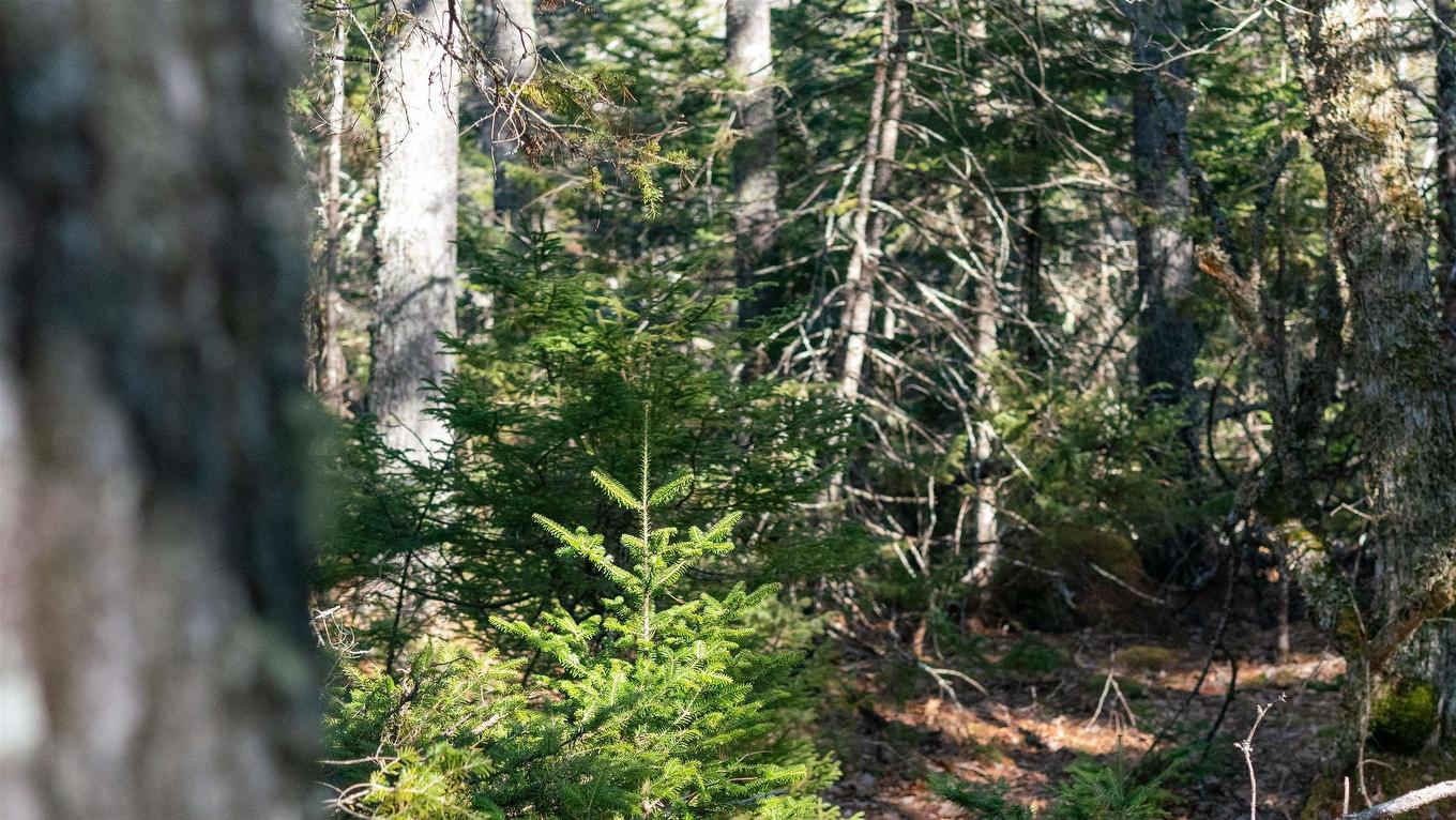 Lot 14 Maple Drive, Lower Ohio, NS